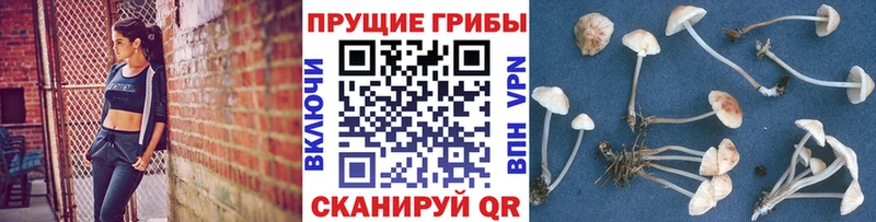 Галлюциногенные грибы Psilocybine cubensis  Верещагино 